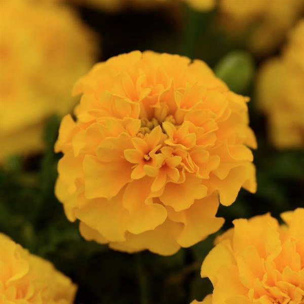 Насіння чорнобривців Хот Пак голд (gold) /50 насінин/ *Pan American*