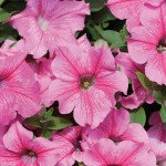 Петуния Даймонд F1 роуз вейн (rose vein) /50 семян (драже)/ *Cerny*