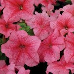 Петуния Мамбо F1 красная с прожилками (red veined) /50 насінин (драже)/ *Hem Genetics*