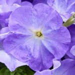 Петунія Мамбо F1 небесно-синя (sky blue) /50 насінин/ *Hem Genetics*