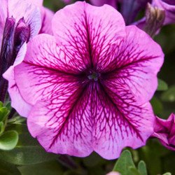 Петунія Мамбо F1 орхідейна з прожилками (orchid veined) /50 насінин (драже)/ *Hem Genetics*