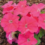 Петунія Мамбо F1 малинова (rose) /50 насінин/ *Hem Genetics*