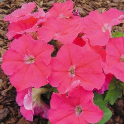 Петуния Мамбо F1 малиновая (rose) /50 семян/ *Hem Genetics*