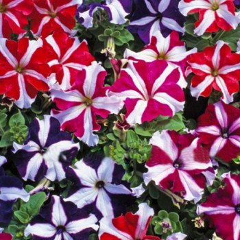 Петунія Танго F1 зіркова суміш (star mix) /50 насінин/ *Hem Genetics*