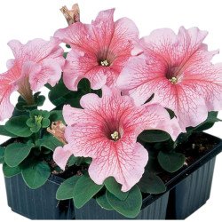 Петунія Танго F1 лососева з прожилками (salmon veined) /50 насінин (драже)/ *Hem Genetics*