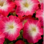 Петуния Танго F1 красное утро (red morning) /50 семян (драже)/ *Hem Genetics*