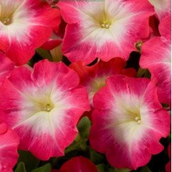 Петунія Танго F1 червоний ранок (red morning) /50 насінин (драже)/ *Hem Genetics*