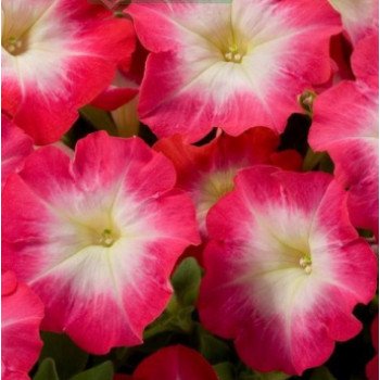 Петунія Танго F1 червоний ранок (red morning) /50 насінин (драже)/ *Hem Genetics*