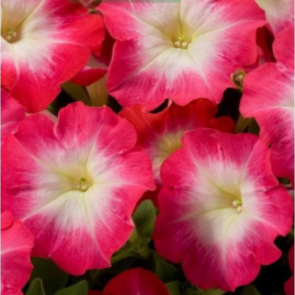 Семена петунии Танго F1 красное утро (red morning) /50 семян (драже)/ *Hem Genetics*