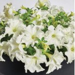 Петунія Містрал F1 біла (white) /50 насінин (драже)/ *Cerny*