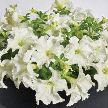 Петунія Містрал F1 біла (white) /50 насінин (драже)/ *Cerny*