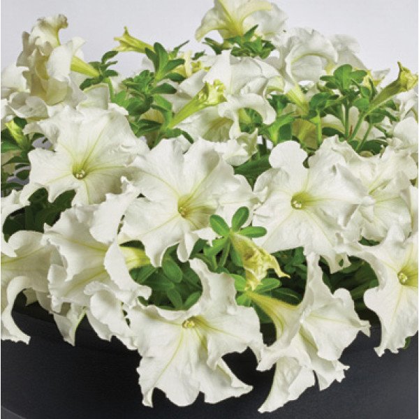 Насіння петунії Містрал F1 біла (white) /50 насінин (драже)/ *Cerny*