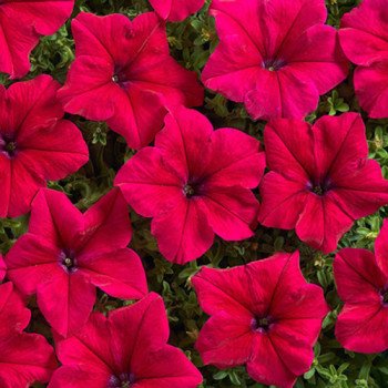 Петунія Містрал F1 бургунді (burgundy) /50 насінин (драже)/ *Cerny*