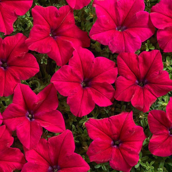 Семена петунии Мистрал F1 бургунди (burgundy) /50 семян (драже)/ *Cerny*