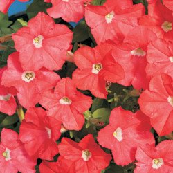 Петуния Карлик F1 темно-лососевая (dark salmon) /50 семян (драже)/ *Cerny*
