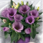 Еустома Кармен F1 лілак (lilac) /50 насінин/ *Takii Seeds*