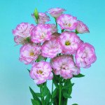 Еустома Маріачі F1 пінк пікоті (pink picotee) /50 насінин/ *Sakata*