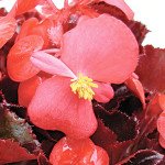 Бегонія Аккорд F1 пурпурна /100 гранул/ *Cerny*