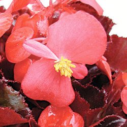 Бегонія Аккорд F1 пурпурна /100 гранул/ *Cerny*