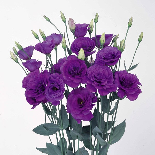 Семена эустома Бореалис F1 блу (blue) /50 семян/ *Sakata*