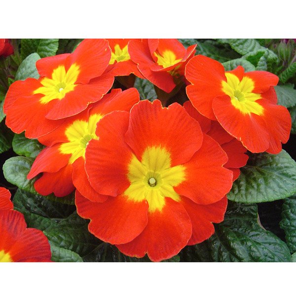 Семена примулы Аккорд F1 скарлет /50 семян/ *Hem Genetics*