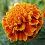 Бархатцы Медовые соты /5 грамм/ *Hem Zaden*