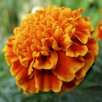 Бархатцы Медовые соты /5 грамм/ *Hem Zaden*