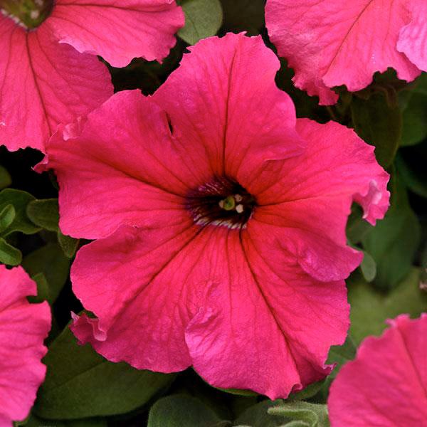 Семена петунии Суперкаскад F1 розовая (rose) /50 гранул/ *Pan American*