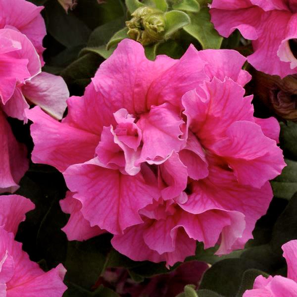 Семена петунии Каскад F1 малиновая (pink) /50 гранул/ *Pan American*