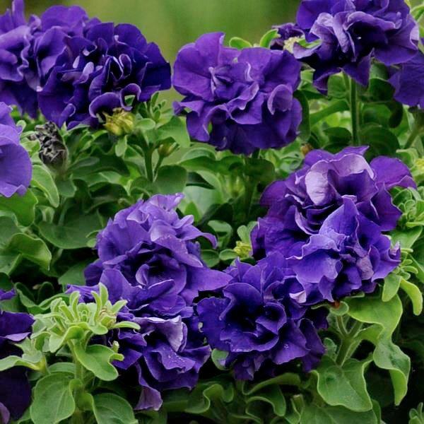 Семена петунии Каскад F1 синяя (blue) /50 гранул/ *Pan American*