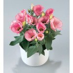 Еустома Кармен F1 діп пінк (deep pink) /50 насінин/ *Takii Seeds*