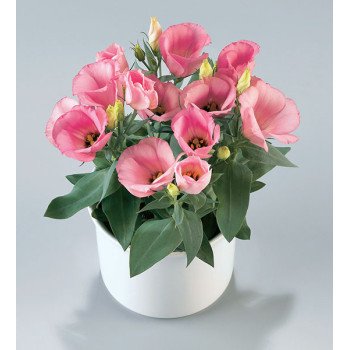 Эустома Кармен F1 дип пинк (deep pink) /50 семян/ *Takii Seeds*