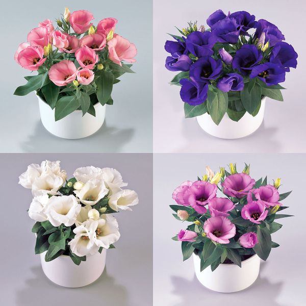 Семена эустомы Кармен F1 смесь (mix) /50 семян/ *Takii Seeds*