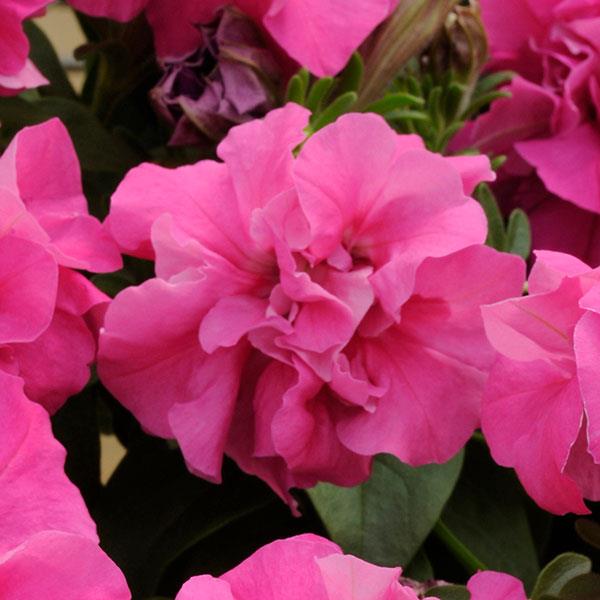 Насіння петунії Дуо F1 рожева (rose) /50 насінин/ *Pan American*