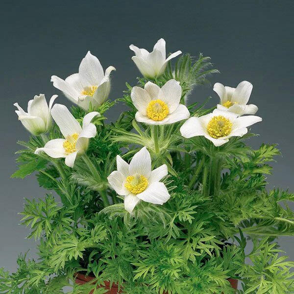 Семена cон-травы Пинвил белая (white) /20 семян/ *Syngenta*