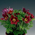 Сон-трава Пінвіл червона (dark red shades) /20 насінин/ *Syngenta*