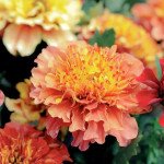 Чорнобривці Страубері Блонд /50 насінин/ *Pan American*