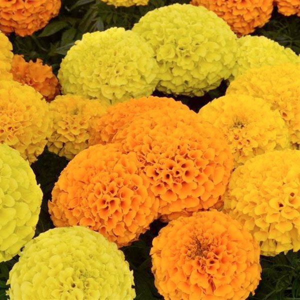 Насіння чорнобривців Чикаго formula mix /50 насінин/ *Kitano Seeds*