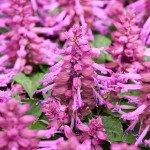 Сальвия Редди лавандовая (lavander) /50 семян/ *Hem Genetics*