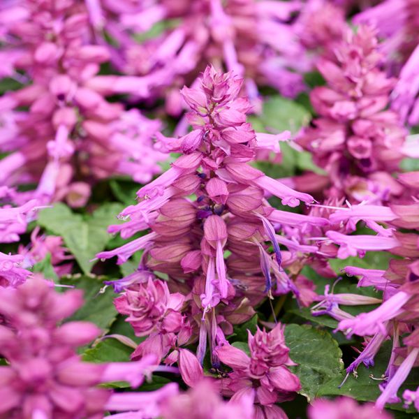 Насіння сальвії Редді лавандове (lavander) /50 насінин/ *Hem Genetics*