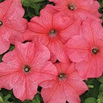 Петунія Младі F1 /50 насінин/ *Cerny*