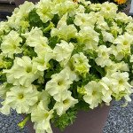 Петуния Лимбо F1 лимонно-желтая (yellow lime) /50 семян/ *Hem Genetics*