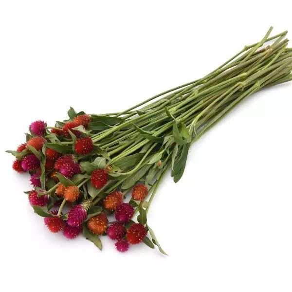 Насіння гомфрени КІС суміш (mix) /50 насінин/ *Pan American*