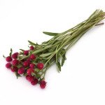 Гомфрена КІС кармінова (carmine) /50 насінин/ *Pan American*