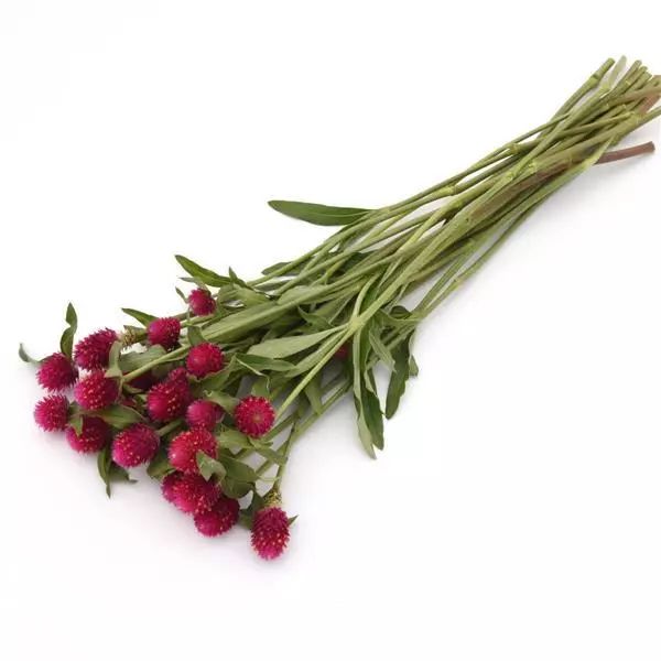 Насіння гомфрени КІС кармінова (carmine) /50 насінин/ *Pan American*