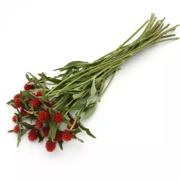 Семена гомфрены КИС красная (red) /50 семян/ *Pan American*