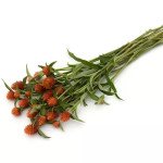 Гомфрена КІС оранжева (orange) /50 насінин/ *Pan American*