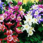 Аквілегія Спрінг Меджик суміш (mix) /10 насінин/ *Benary*