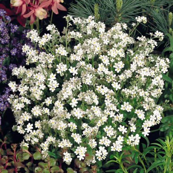 Насіння незабудки Сільва біла (Сноусільва) /50 насінин/ *Benary*