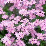 Незабудка Сільва рожева (Росільва) /50 насінин/ *Benary*